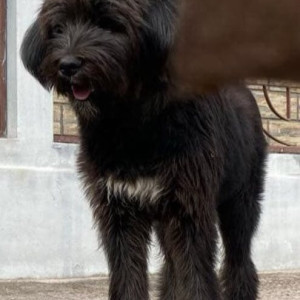 Missing: Black Male Catalan Sheepdog Dog from Sajong-2