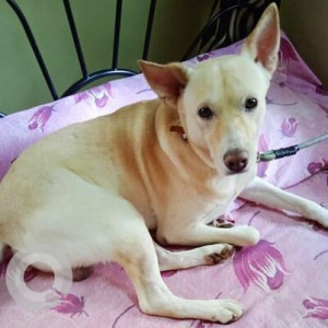 Missing: White Male Indie Dog from Chandwado, Margao Fatorda