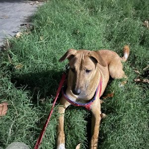 A White-Brown Mix Indie Dog Missing from Vivek Vihar, New Delhi