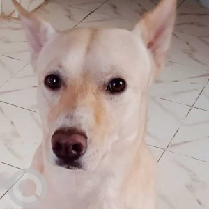 Missing: White Male Indie Dog from Chandwado, Margao Fatorda-4