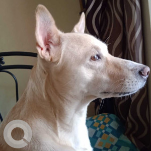Missing: White Male Indie Dog from Chandwado, Margao Fatorda-2