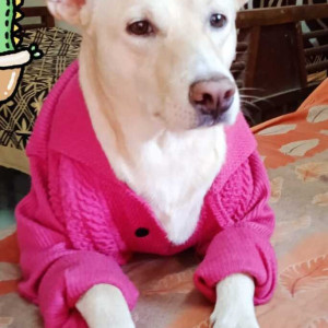 Missing: White Male Indie Dog from Chandwado, Margao Fatorda-3