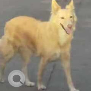 Missing: Brown Female Indie Dog from Wakad, Pune-2