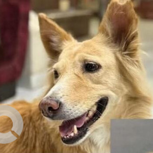 Missing: Brown Female Indie Dog from Western Express Hwy, Wakad