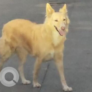 Missing: Brown Female Indie Dog from Western Express Hwy, Wakad-2