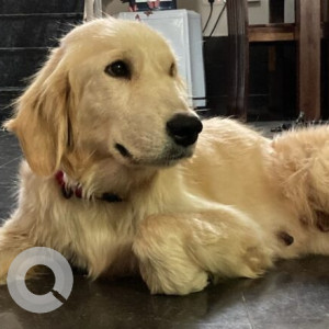 Golden Female Golden Retriever Dog is Found from Dommasandra, Sarjapur