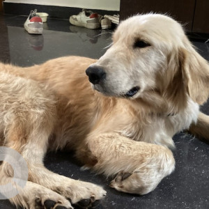 Golden Female Golden Retriever Dog is Found from Dommasandra, Sarjapur-2