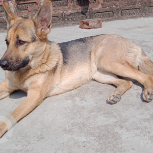 Missing: Black Female German shepherd Dog from Mawai (Faizabad Road), Lucknow-2