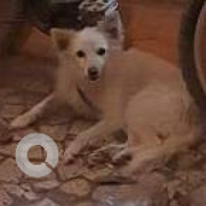 Found: White Male Pomeranian Dog from Tukaram Nagar, dombivali east