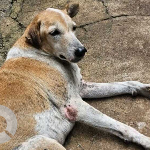 Missing: White-Brown Mix Male Indian pariah dog Dog from Fontainhas, Panjim  Goa-2