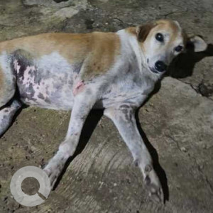 Missing: White-Brown Mix Male Indian pariah dog Dog from Fontainhas, Panjim  Goa-3