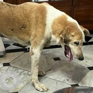 Missing: White-Brown Mix Male Indian pariah dog Dog from Fontainhas, Panjim  Goa