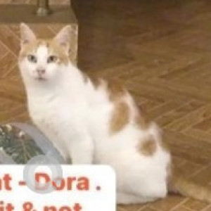A White-Brown Mix Indie Cat Missing from Arekere, Bengaluru