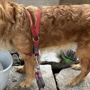 Brown Female Golden Retriever Dog is Found from Amruthahalli, Bangalore, behind police station