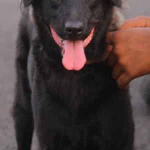 Black Female Labrador cross Dog is Missing from Vandalum, Mannivakkam