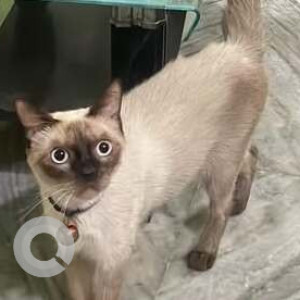 Missing: Black and Brown Female Siamese Cat from Gill’s Paw Junction, Sadar