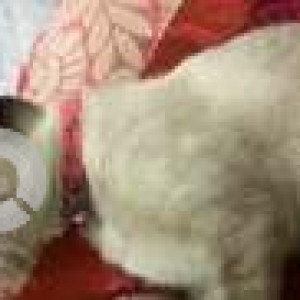 Missing: Black and Brown Female Siamese Cat from Gill’s Paw Junction, Sadar-2