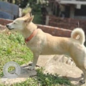 Missing: White-Brown Mix Female Indie Dog from Rajgarh Link Road, Zoo Road Tiniali-2