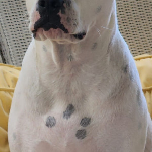 Missing: White Female Pitbull mix Dog from 588 Rivenbark, Currie, North Carolina, USA