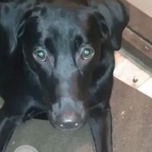 A Black Labrador Dog Missing from Chamrajpet, Bengaluru-2