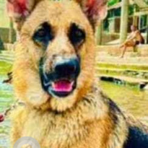 Missing: Black and Brown Female German Shepherd Dog from Somatane Phata, Talegaon-2