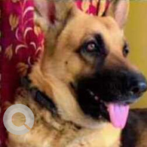 Missing: Black and Brown Female German Shepherd Dog from Somatane Phata, Talegaon