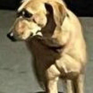 Missing: Brown Female Indie Dog from G-block, Mansarovar Garden, New Delhi-2