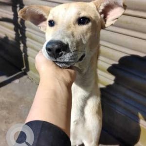 Missing: White-Brown Mix Male Indie Dog from Punit Creation Unit 5, Kudlu Gate, Banglore