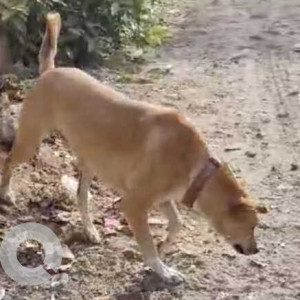 Missing: White-Brown Mix Male Indie Dog from Punit Creation Unit 5, Kudlu Gate, Banglore-2