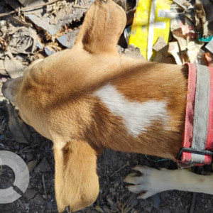 Missing: White-Brown Mix Male Indie Dog from Punit Creation Unit 5, Kudlu Gate, Banglore-3