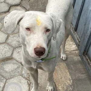 Found: White Male Dalmatian Dog from Hadigaun area-3