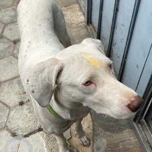 Found: White Male Dalmatian Dog from Hadigaun area-2