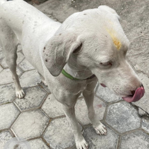 Found: White Male Dalmatian Dog from Hadigaun area
