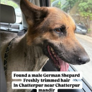 A Black and Brown German Shepherd Dog Found from Chattarpur, New Delhi