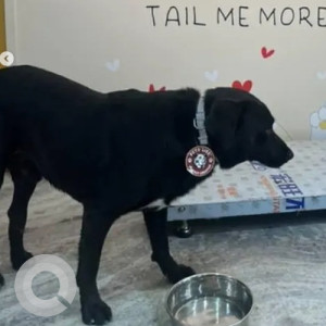 A Black Labrador Dog Found from Rajarajeshwari Nagar, Bengaluru-2