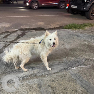 A White Pomeranian Dog Found from Vijayanagar, Mysuru