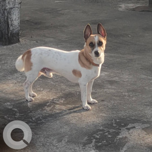 A White-Brown Mix Indie cross Dog Missing from L. B. Nagar, Hyderabad-3
