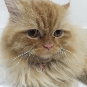 Found: Brown Male Persian Cat from Pimple Gurav Gangotri Nagar Lane No 2-2