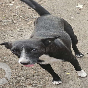 A Black and White Indie Dog Missing from Kasarwadi, Pimpri Chinchwad