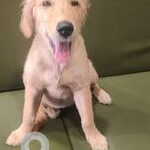 Found: Brown Female Golden Retriever Dog from Kahun Road near Nirman Vihar Camp-2