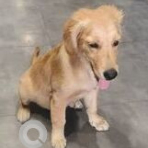 Found: Brown Female Golden Retriever Dog from Kahun Road near Nirman Vihar Camp
