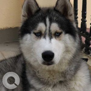 Missing: White and Grey Male Husky Dog from KPHB Colony, 6th Phase, opposite Pick and Buy-2