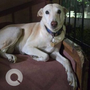 Missing: White-Brown Mix Female Indie Dog from Tanishq Showroom Pune-Satara road