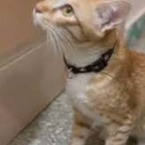 Missing: White-Brown Mix Male Ginger cat Cat from Kadugodi Tree Park-2