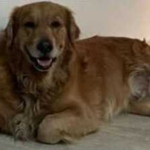 A Brown Golden Retriever Dog Missing from Hongasandra, Bengaluru