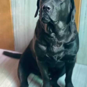 Missing: Black Male Labrador Dog from Vastushilp Building, Vadgaon Budruk Jadhav Nagar-2