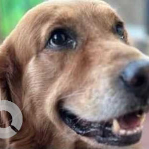A Brown Golden Retriever Dog Missing from Hongasandra, Bengaluru-2