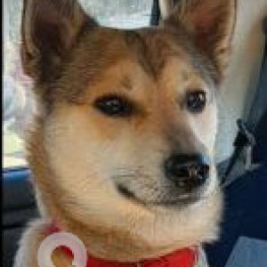 Missing: Brown Male Indie Dog from Finger Post, Ooty, Tamil Nadu