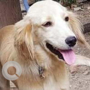 Missing: White-Brown Mix Male Cocker Cross breed Dog from West Marredpally