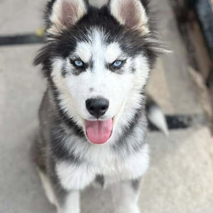 Missing: Black and White Female Husky Dog from RCI Road, Balapur